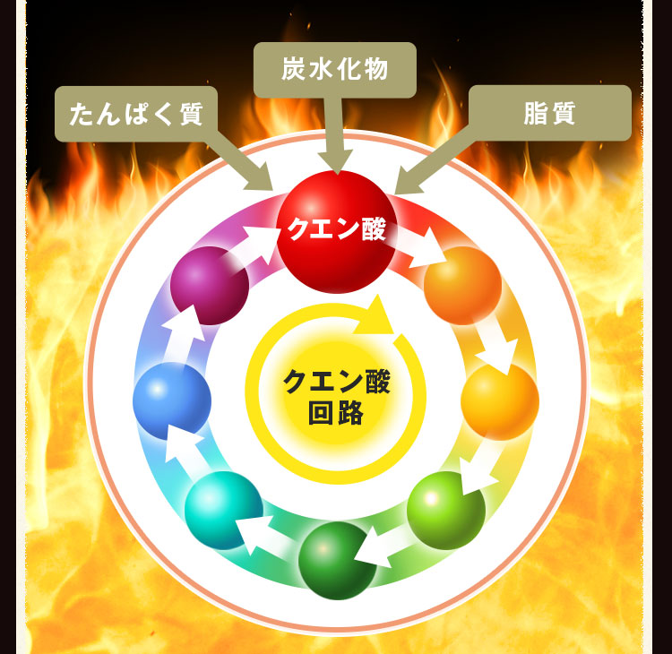 クエン酸回路