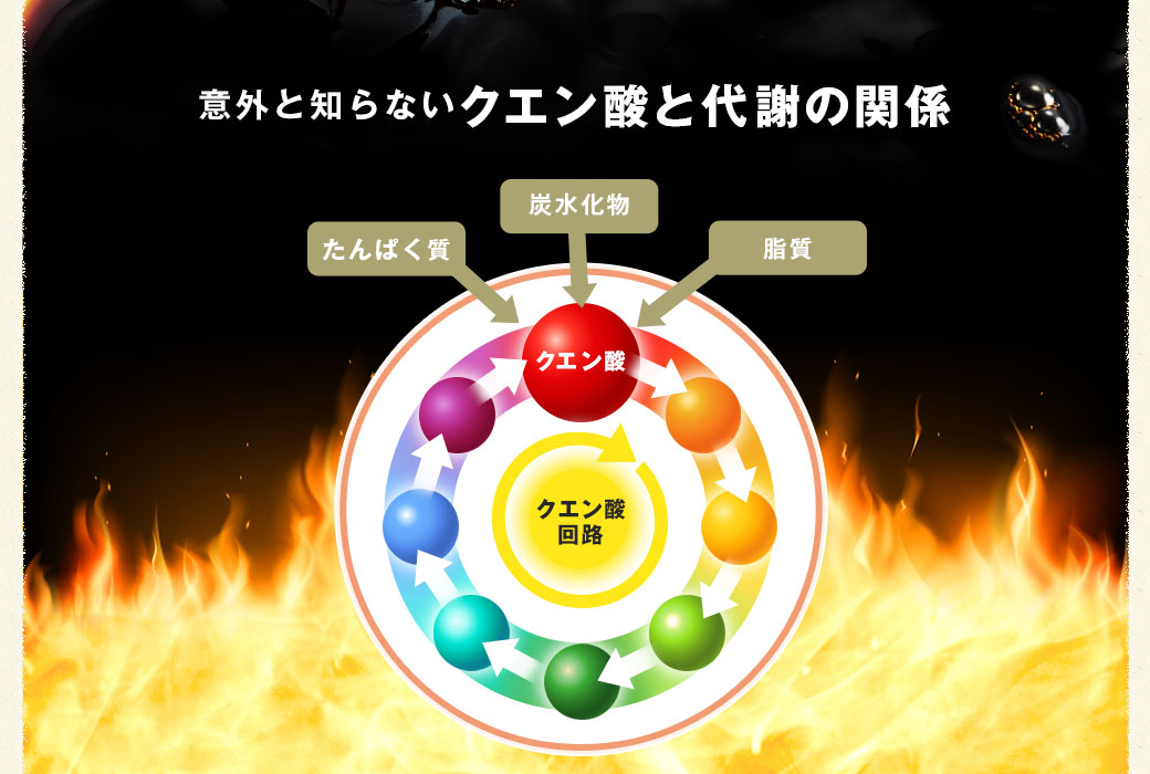 意外と知らないクエン酸と代謝の関係