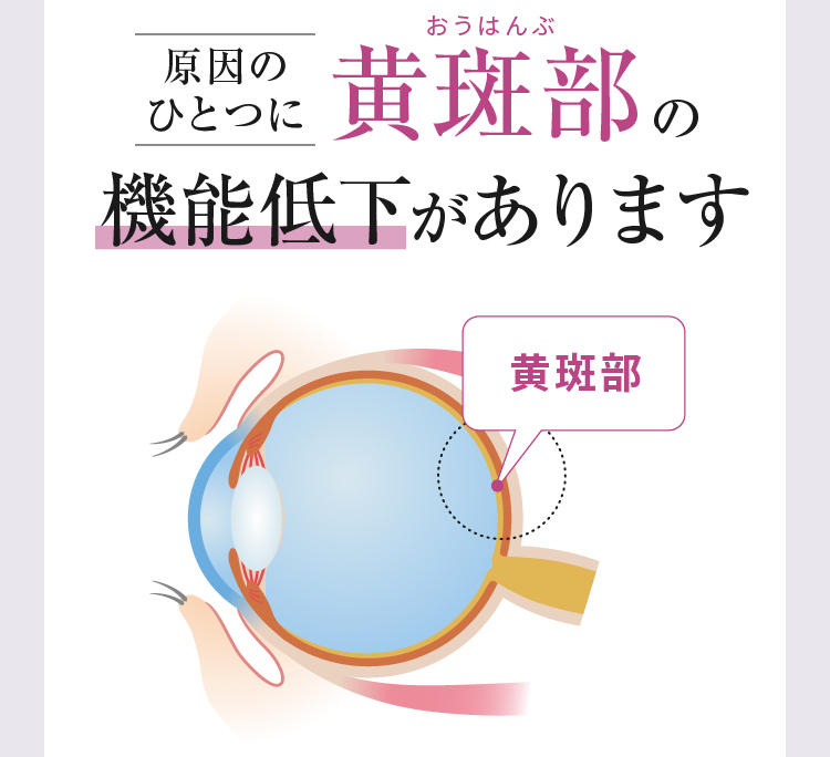 原因のひとつに黄斑部の機能低下があります