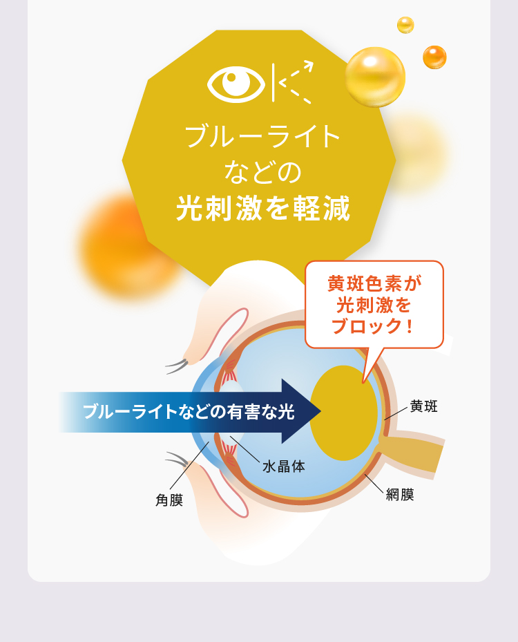 ブルーライトなどの光刺激を軽減 黄斑色素が光刺激をブロック！